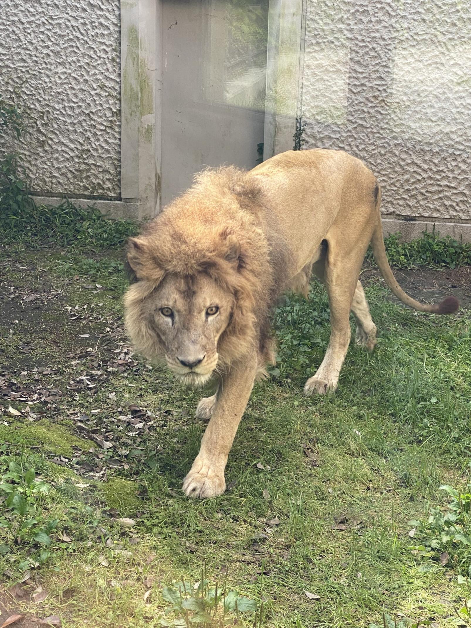 #平川動物園 #鹿児島市-1