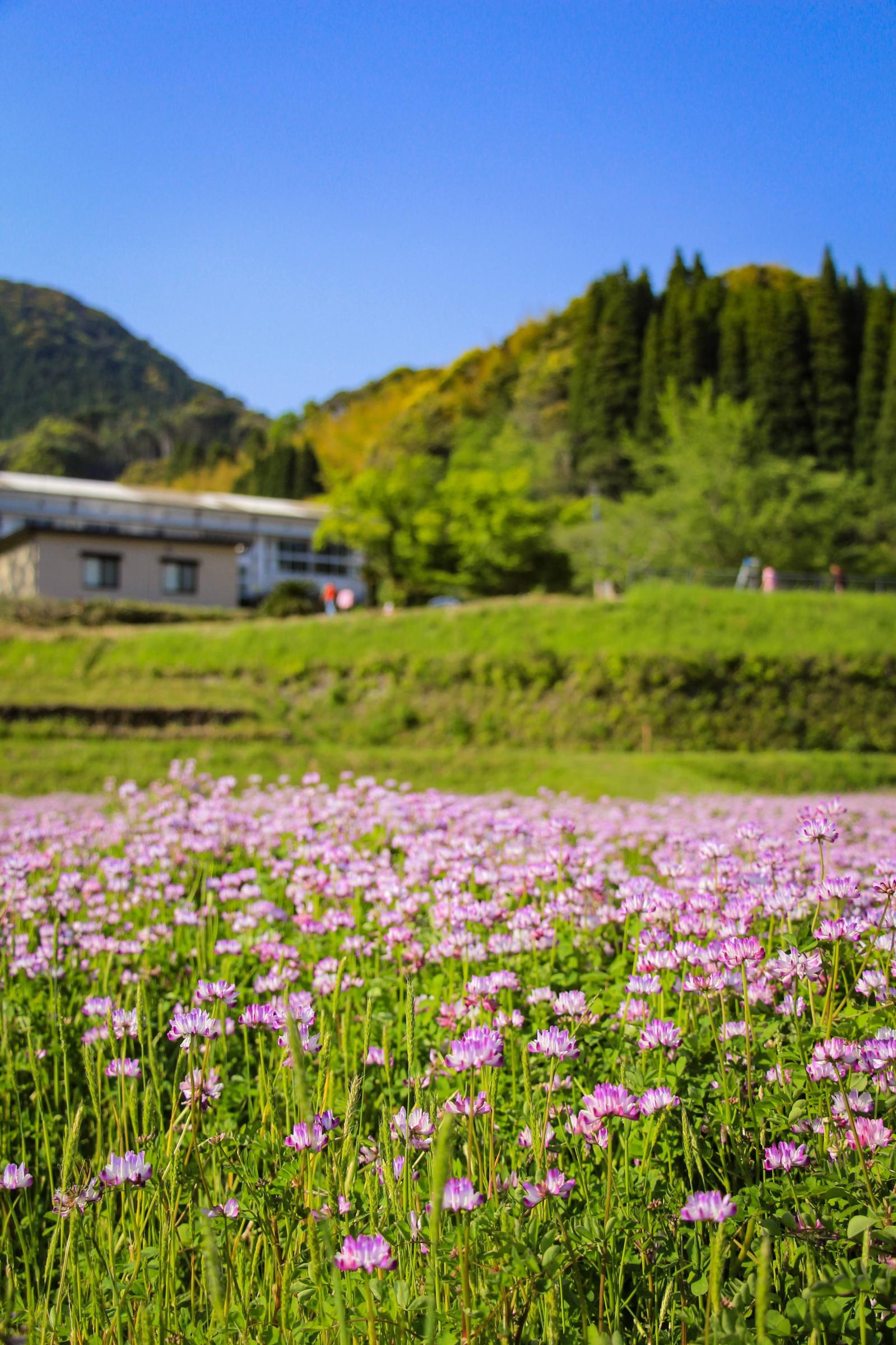 #北山れんげ祭り #姶良市-1