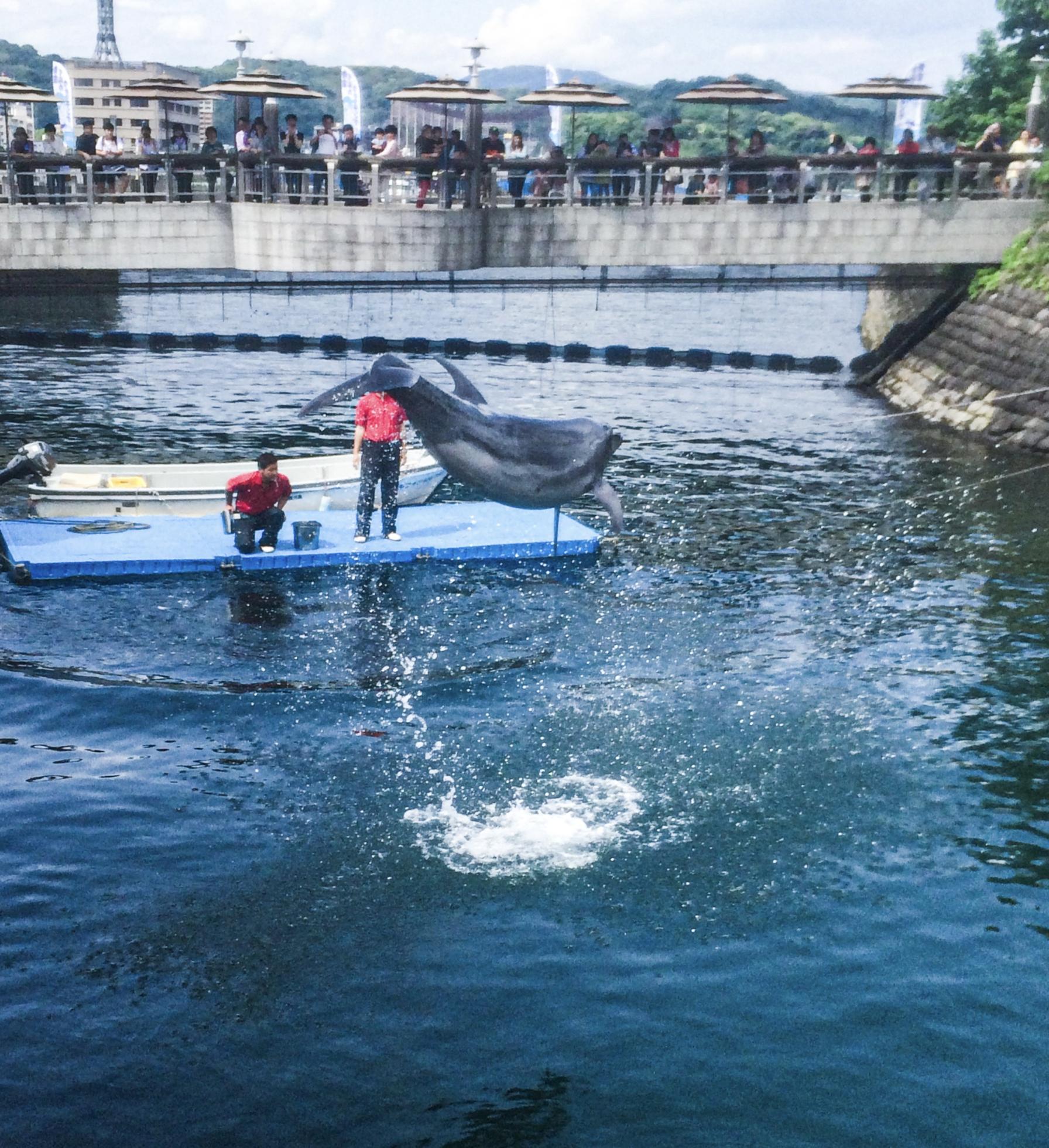 #水族館前イルカ用水路 #鹿児島市-1