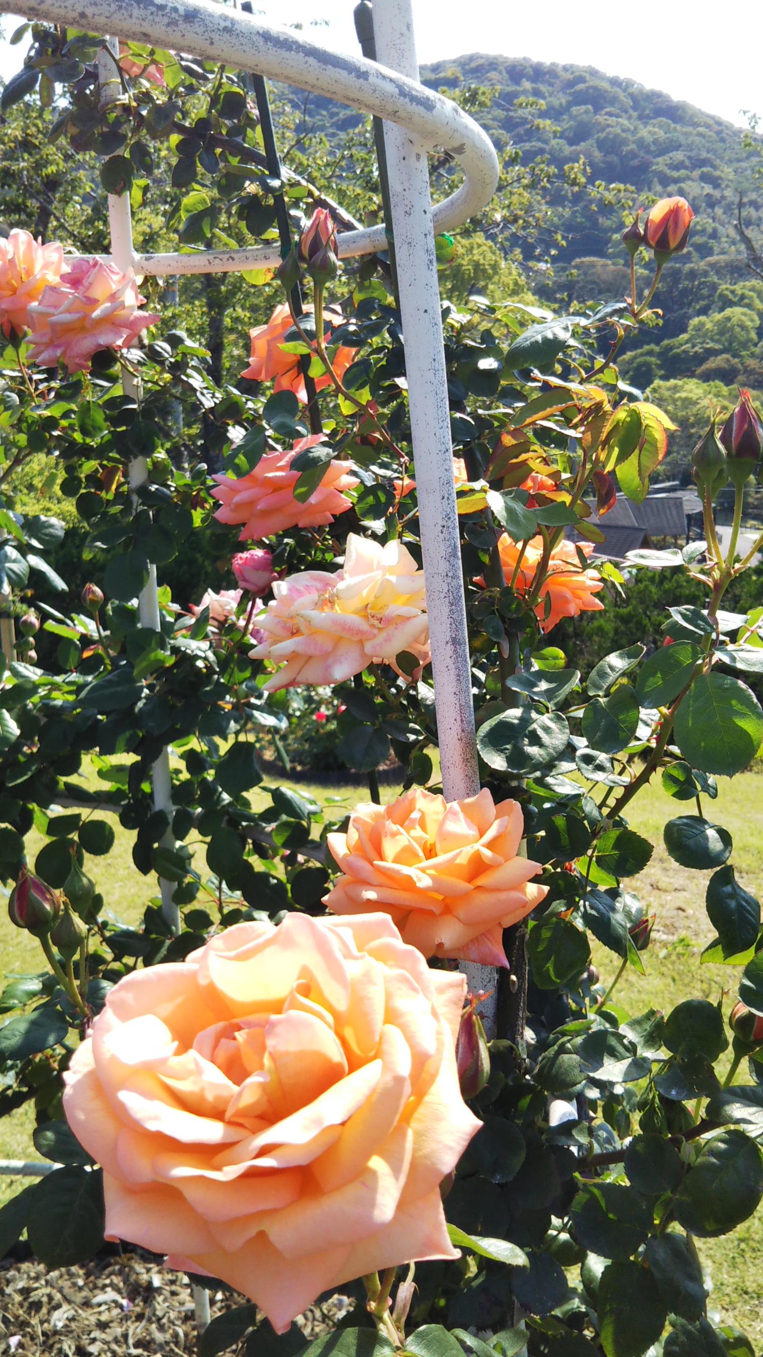 #錦江湾公園バラ祭り&nbsp;#⿅児島市-1