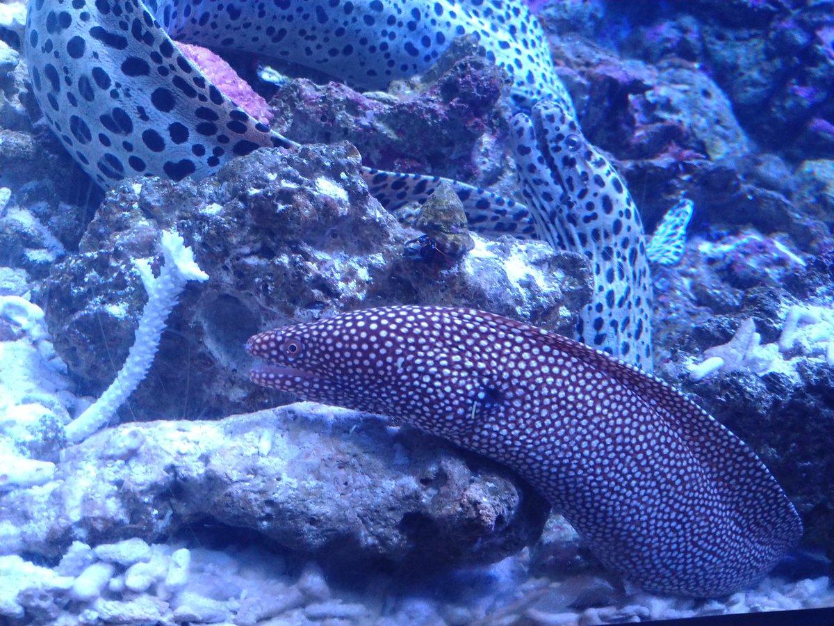 #かごしま水族館-1