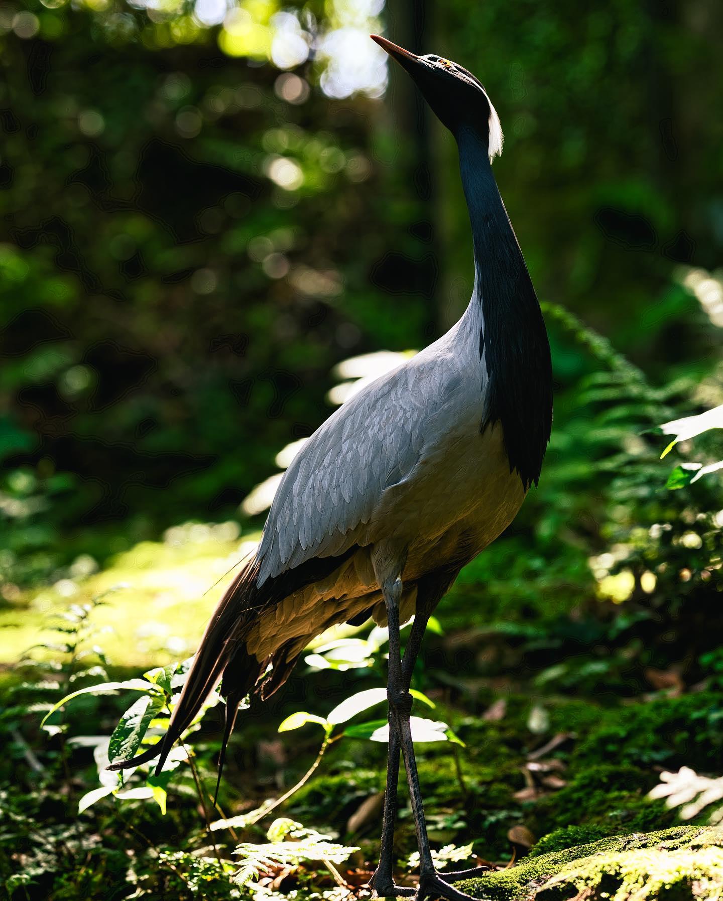 #平川動物園-1