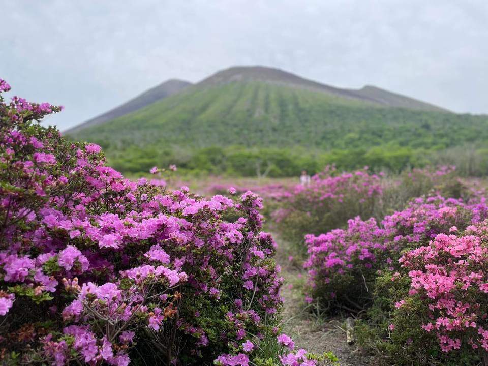 #高千穂河原&nbsp;#ミヤマキリシマ&nbsp;#霧島市-1