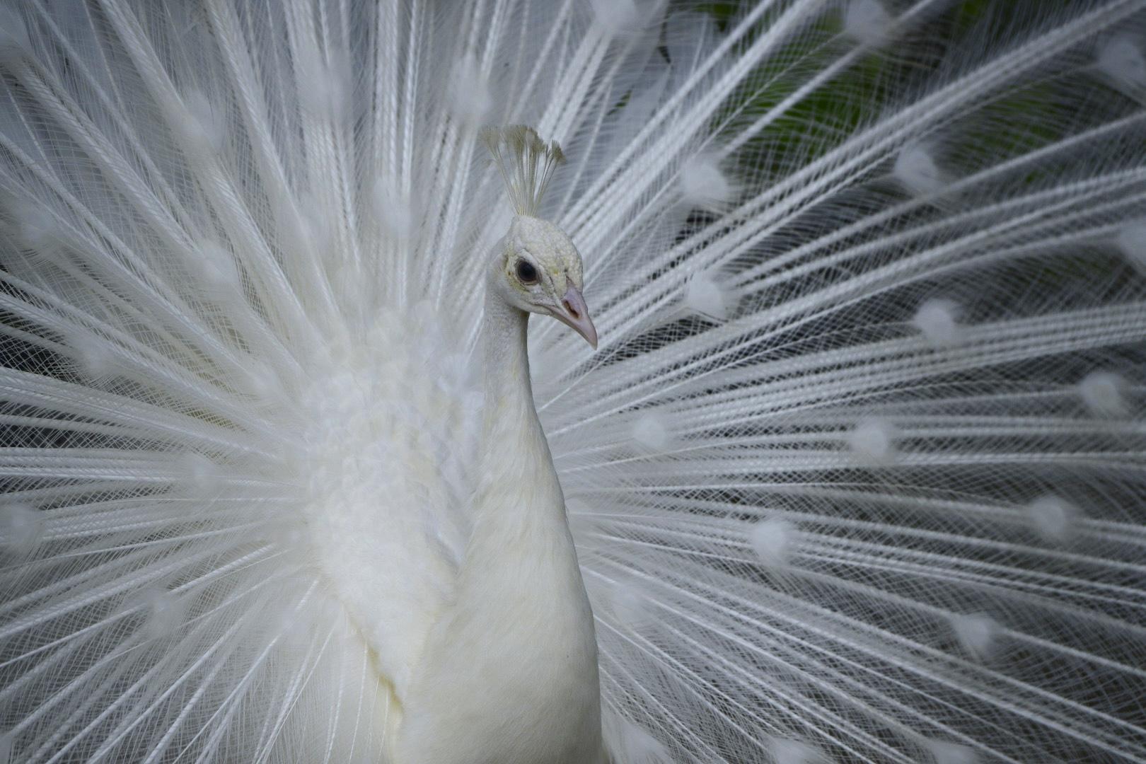 #平川動物公園&nbsp;#鹿児島市-1