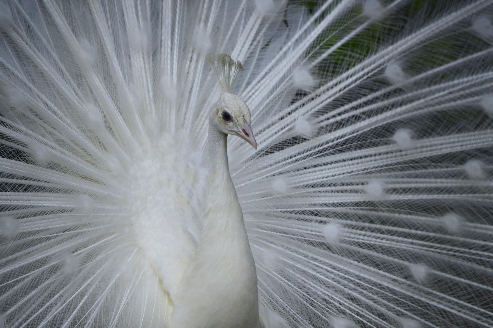 #平川動物公園 #鹿児島市-1