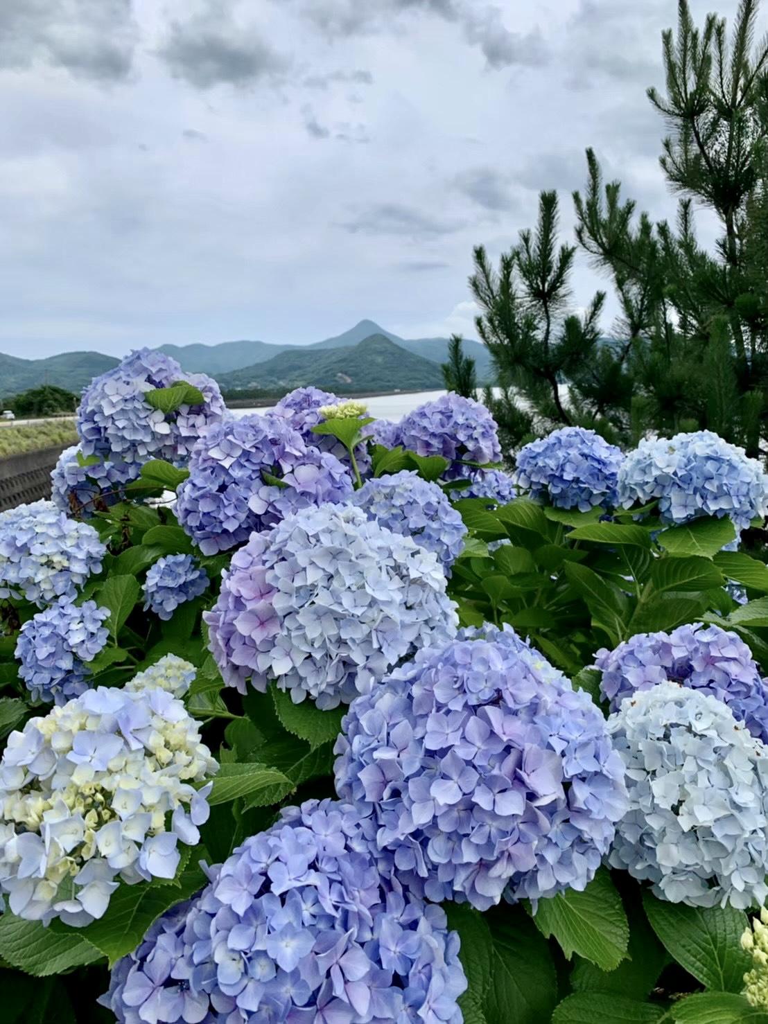 #あじさい&nbsp;#野間岳&nbsp;#南さつま市-1