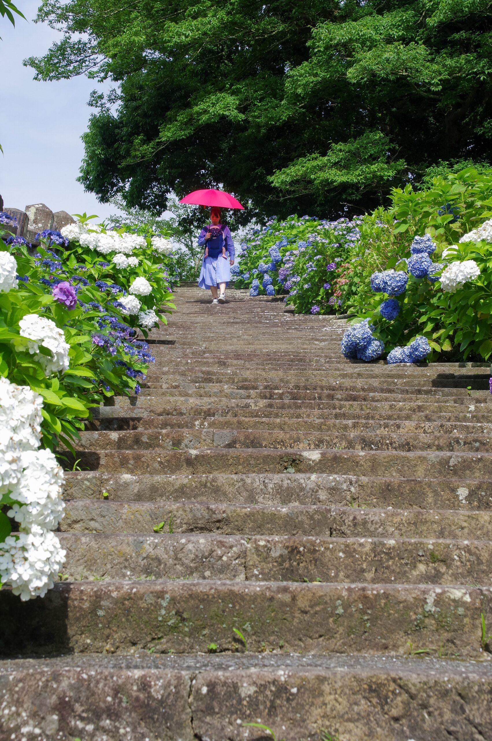 #尼ヶ城公園（別府城跡） #南さつま市加世田-1