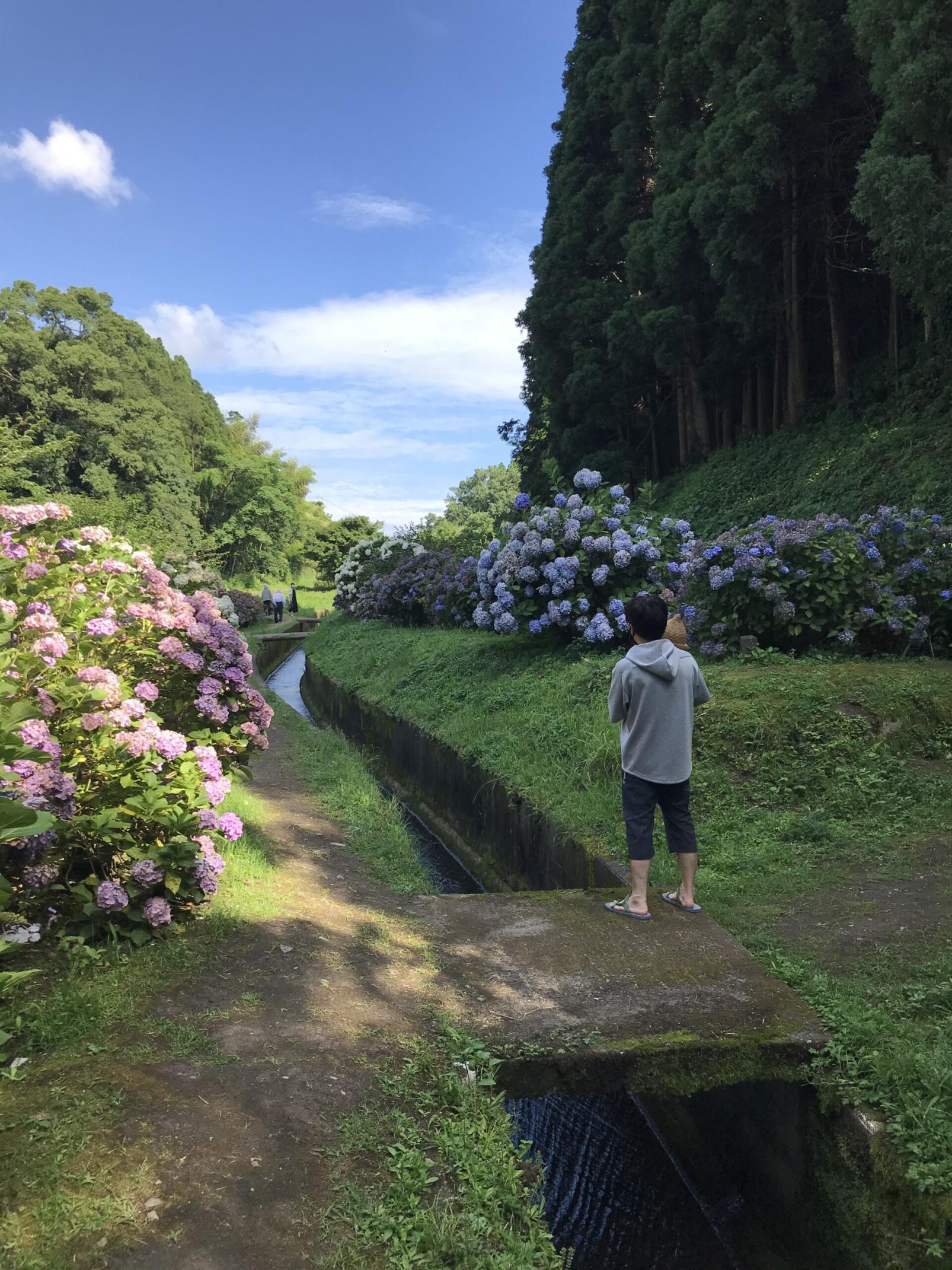 #洗川あじさい園 #いちき串木野市-1