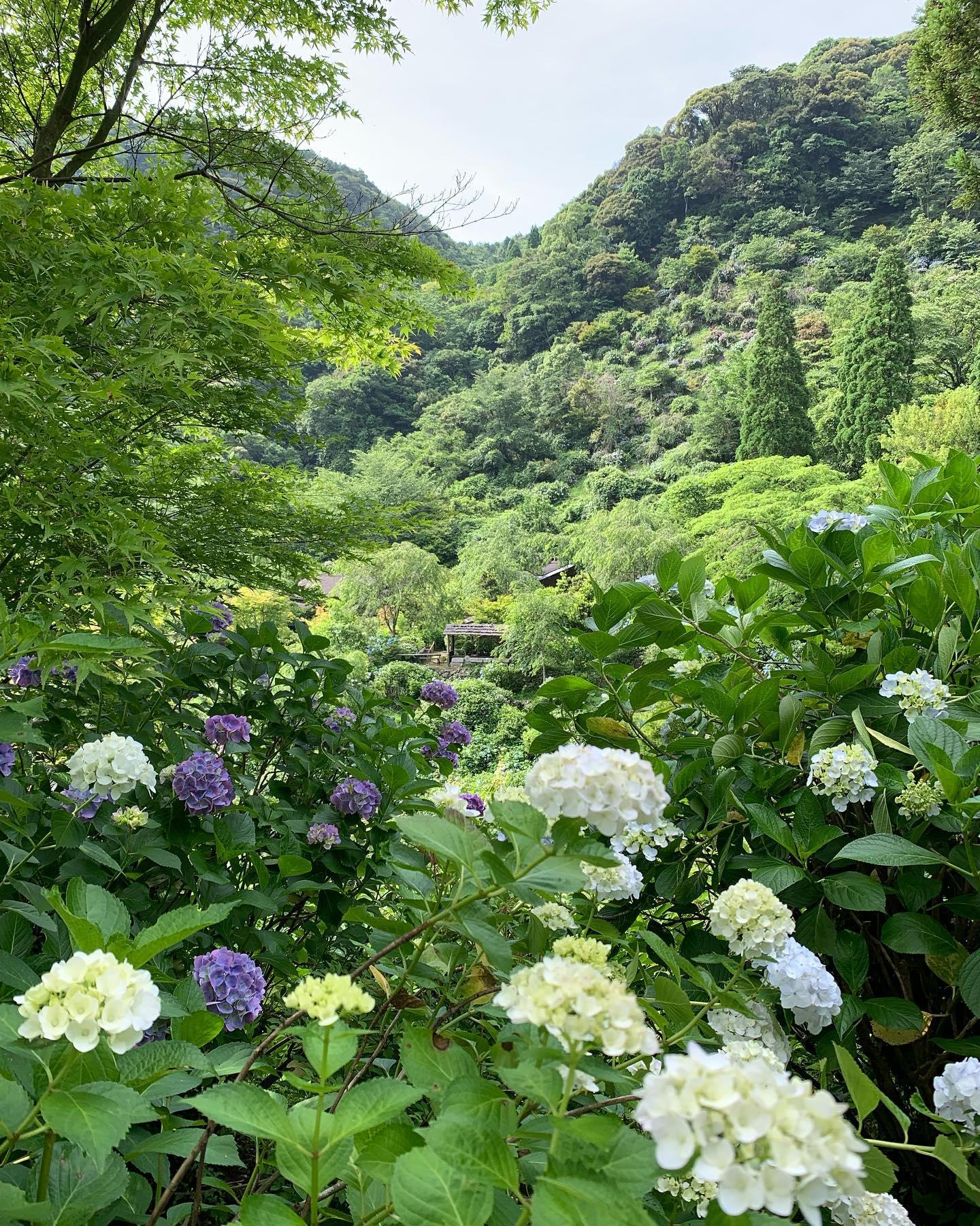 #東雲の里 #出水市-1