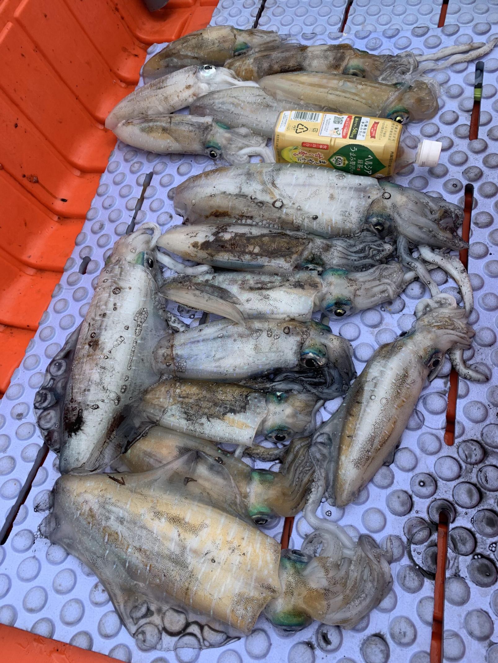 #錦江湾でのアオリイカ釣り&nbsp;#鹿屋市-1