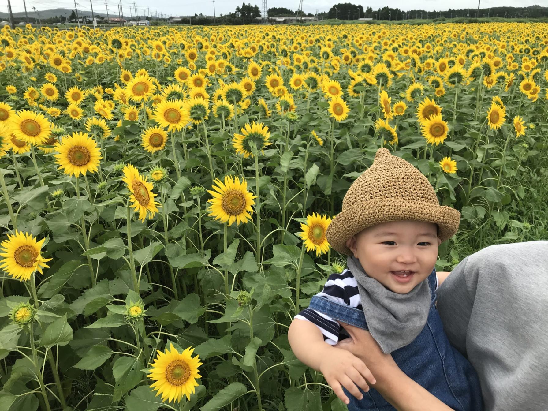 #上別府のヒマワリ畑&nbsp;#南九州市頴娃町-1