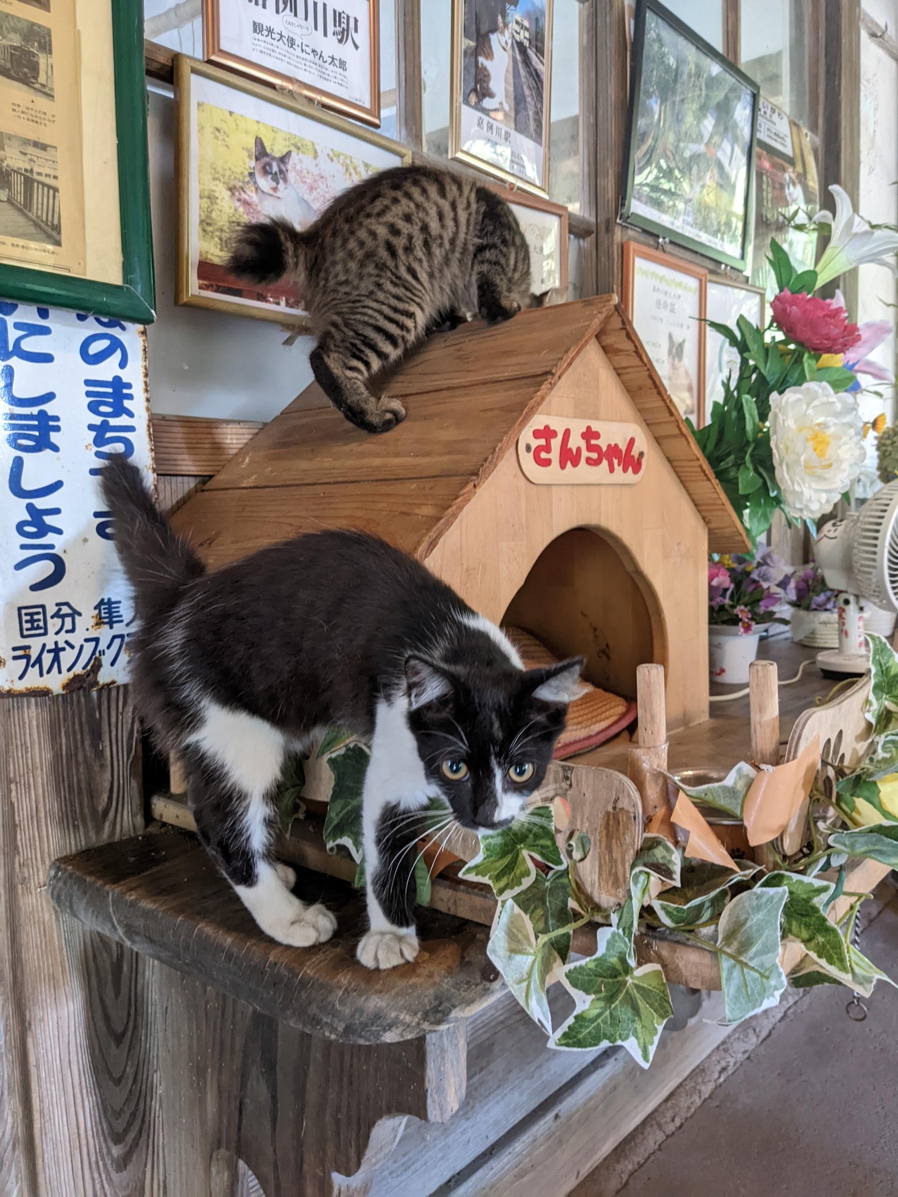 #JR嘉例川駅の猫&nbsp;#霧島市-1