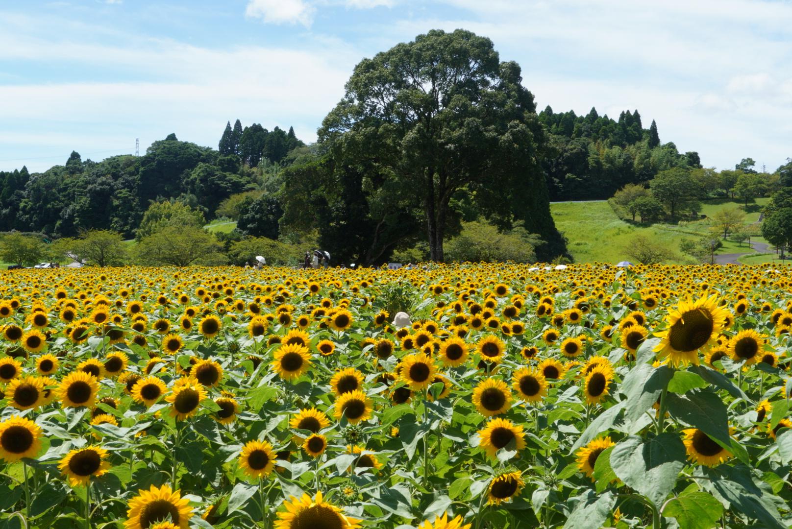 #都市農業センター #鹿児島市-1