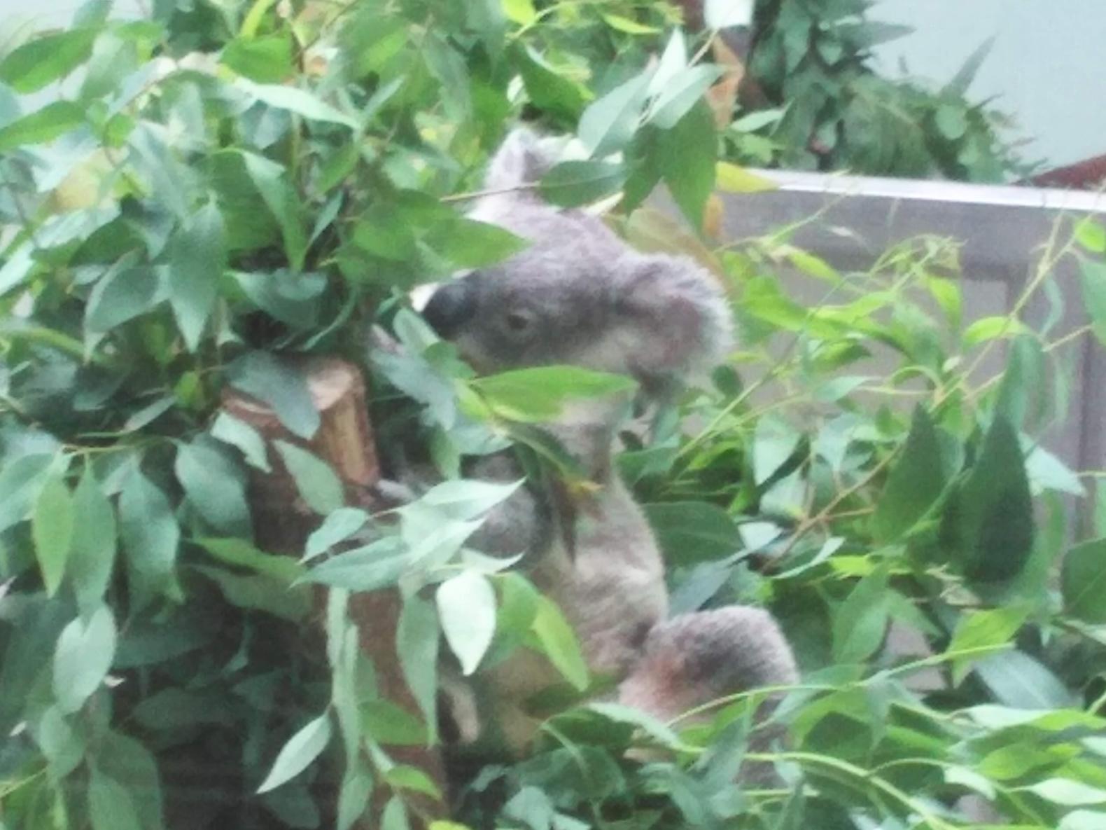 #平川動物公園-1