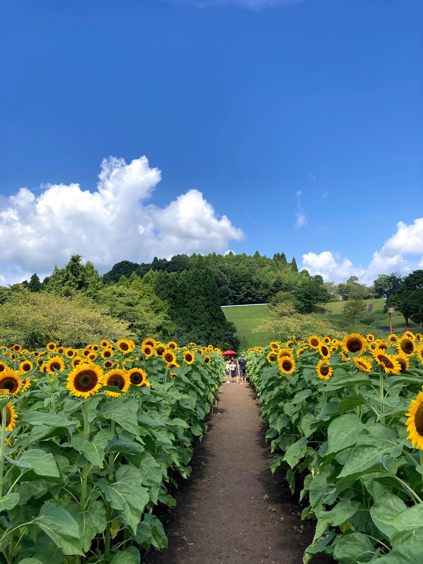 #都市農業センター #鹿児島市-1