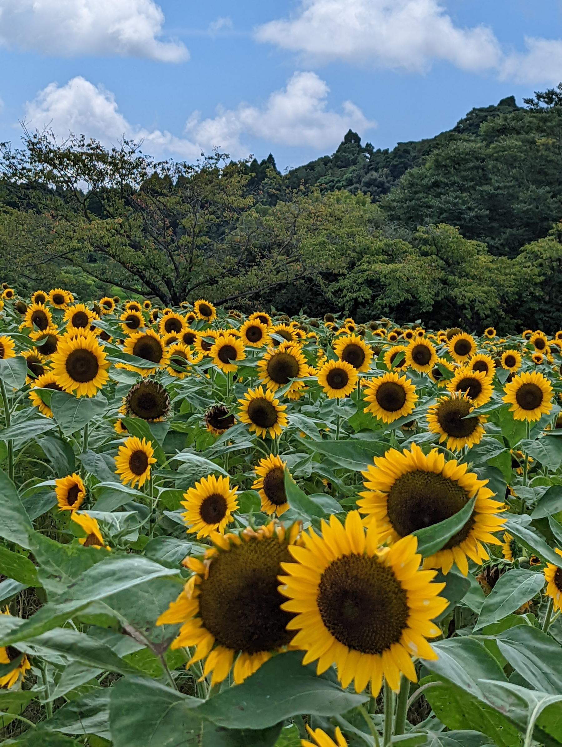 #都市農業センター #鹿児島市-1