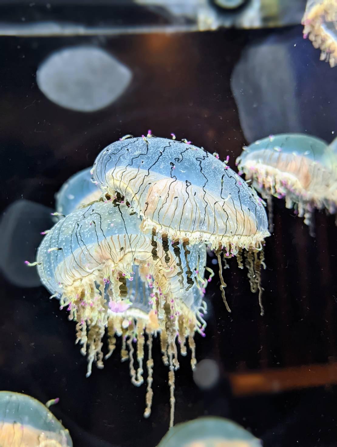 #いおワールド鹿児島水族館-1