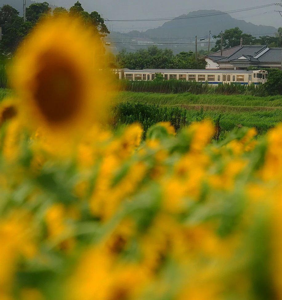 #指宿枕崎線&nbsp;#枕崎市-1