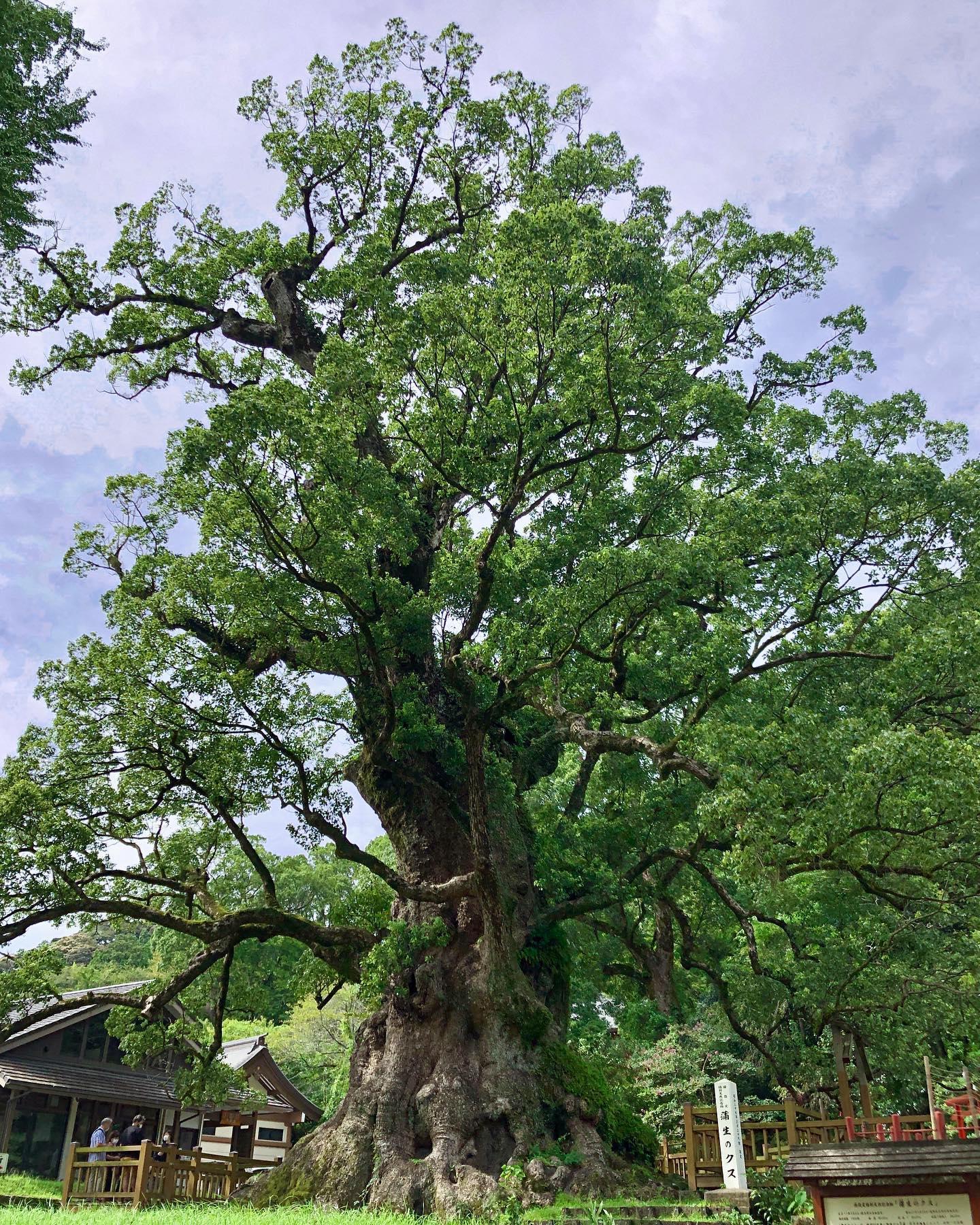 #蒲生八幡神社 #姶良市-1