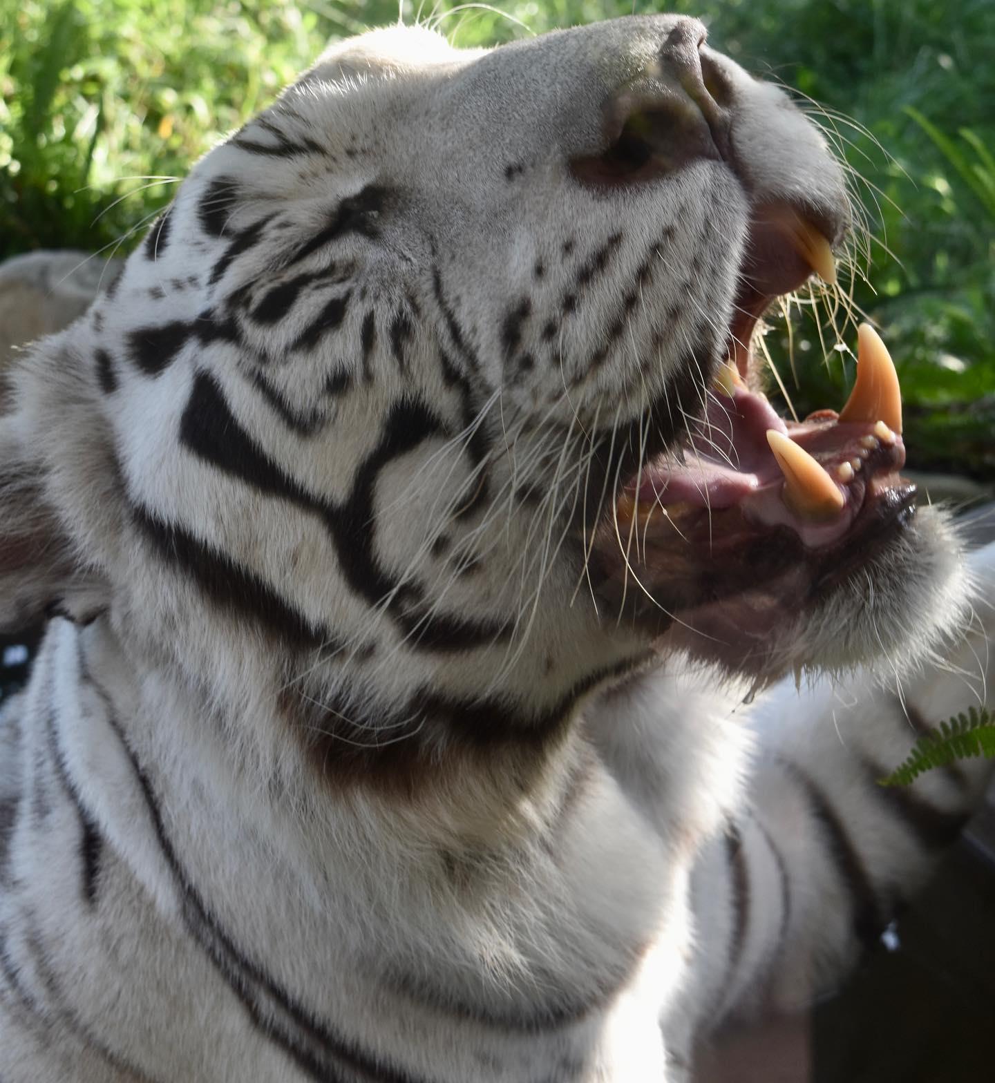 #平川動物園 #鹿児島市-1