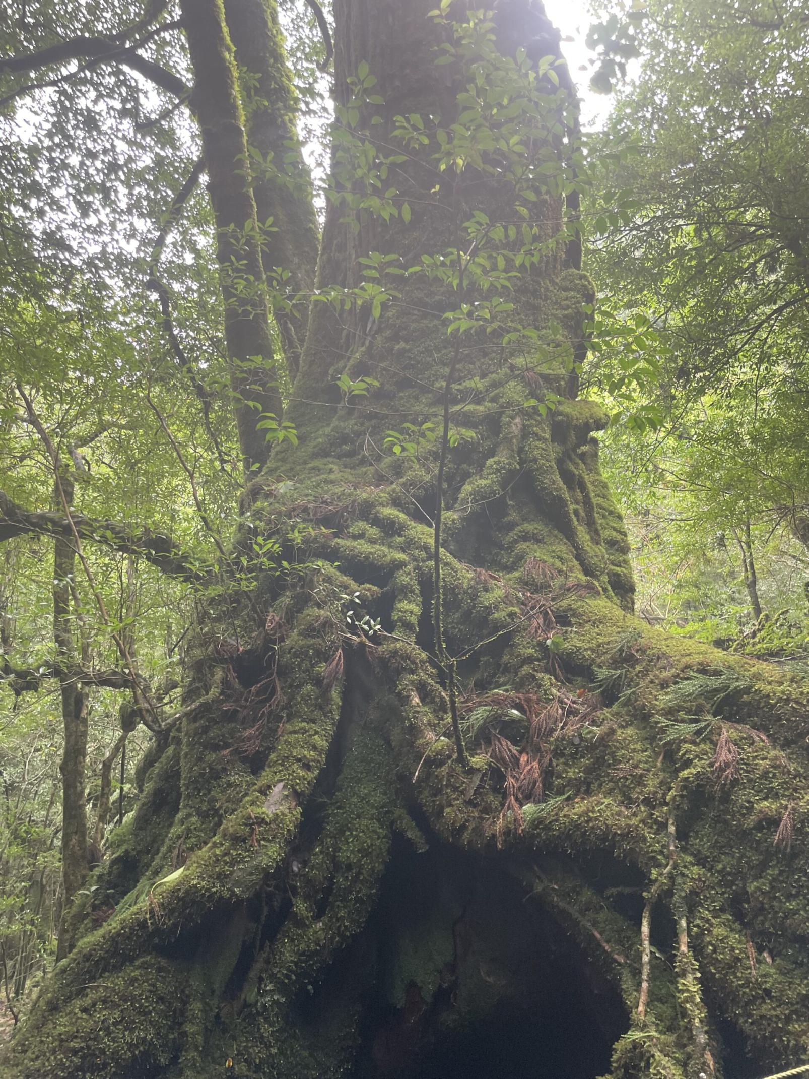 #白谷雲水峡から太鼓岩 #屋久島-1