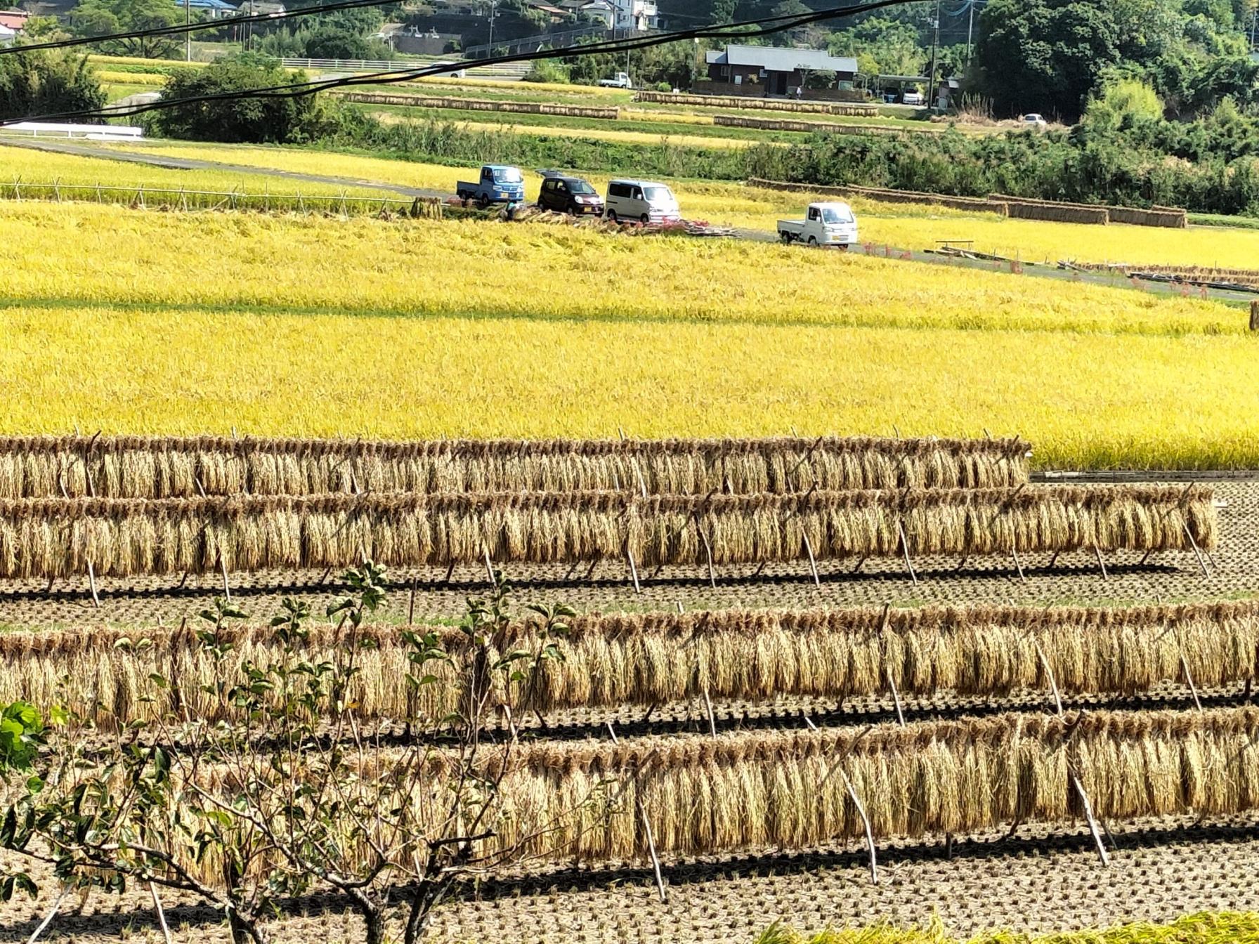 #稲刈り&nbsp;#日置市伊集院町-1