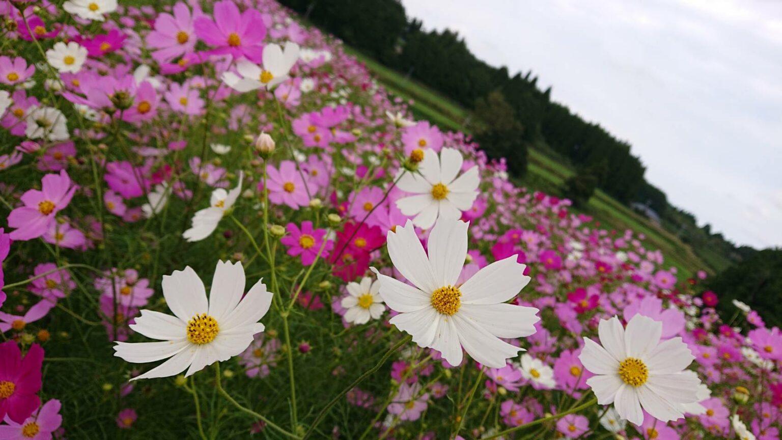#上場高原&nbsp;#出水市-1