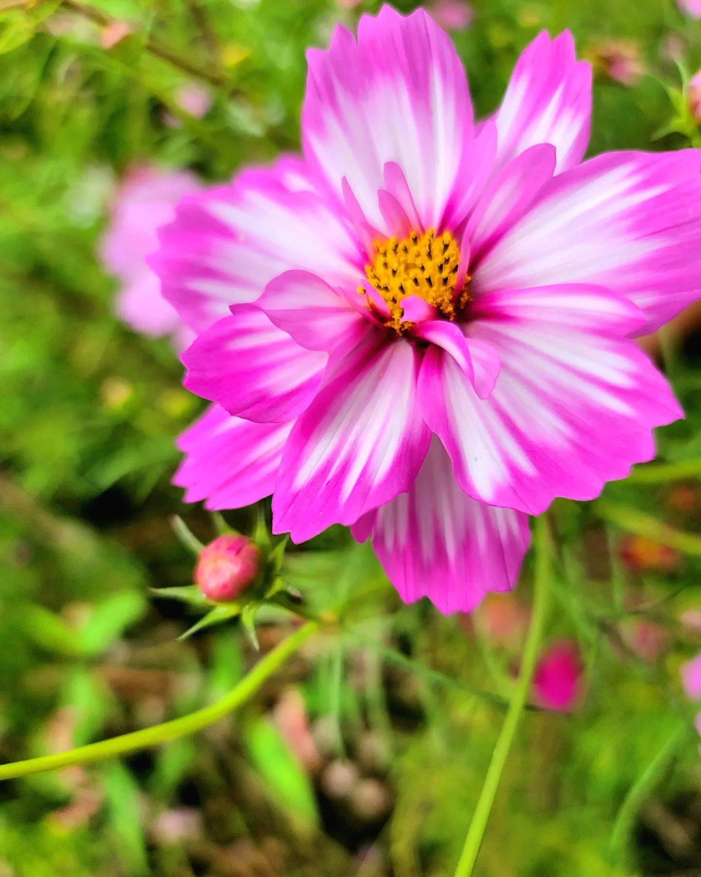 #重留花いっぱい広場&nbsp;#伊佐市-1