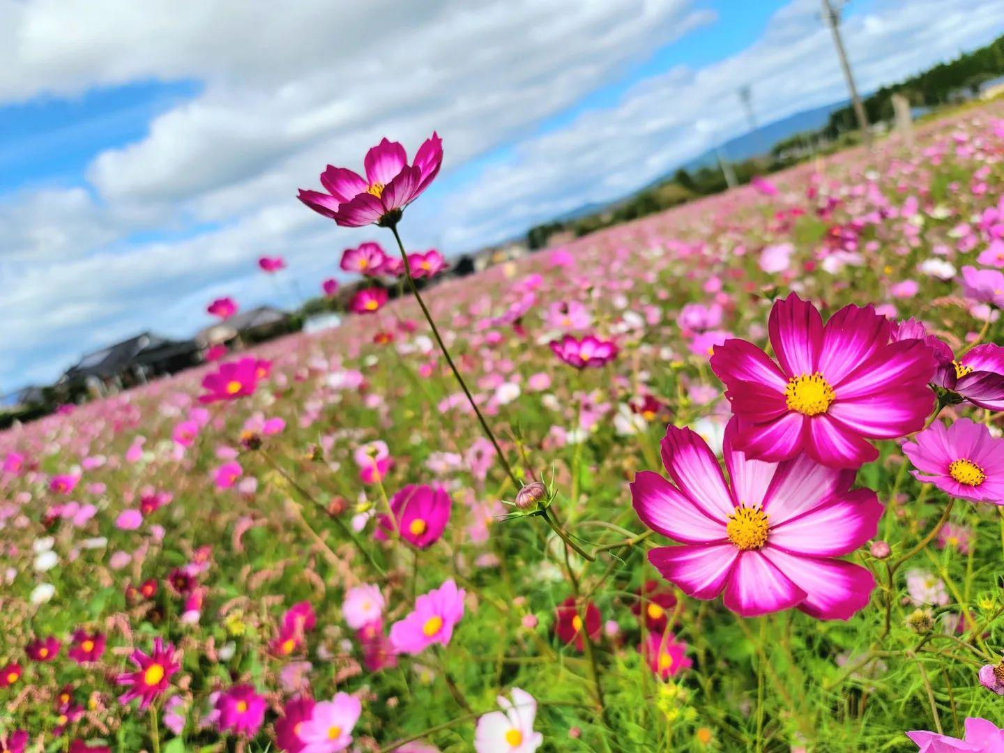 #重留花いっぱい広場&nbsp;#伊佐市-1