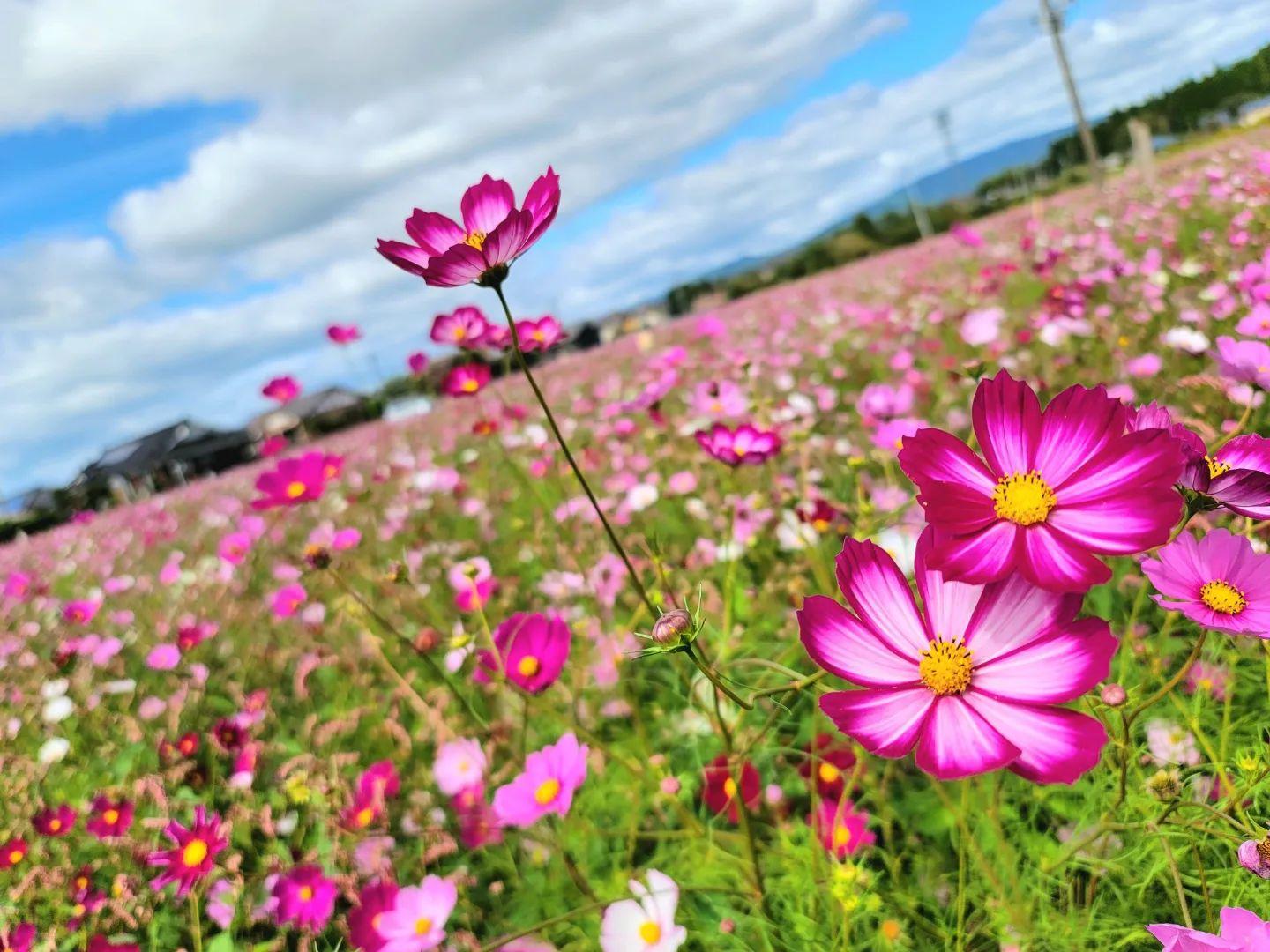 #重留花いっぱい広場 #伊佐市-1