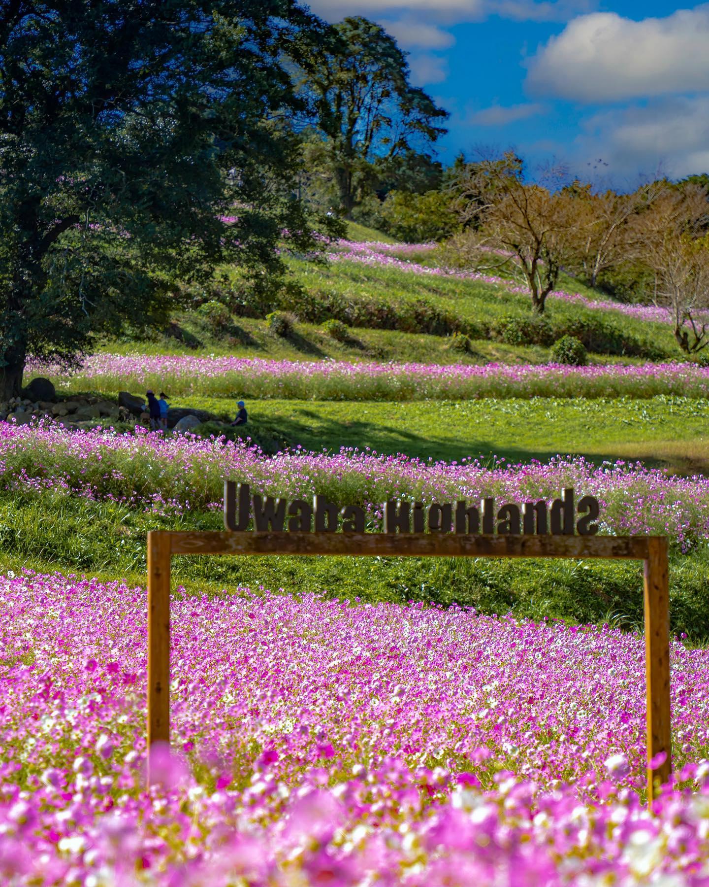 #上場高原コスモス園 #出水市-1