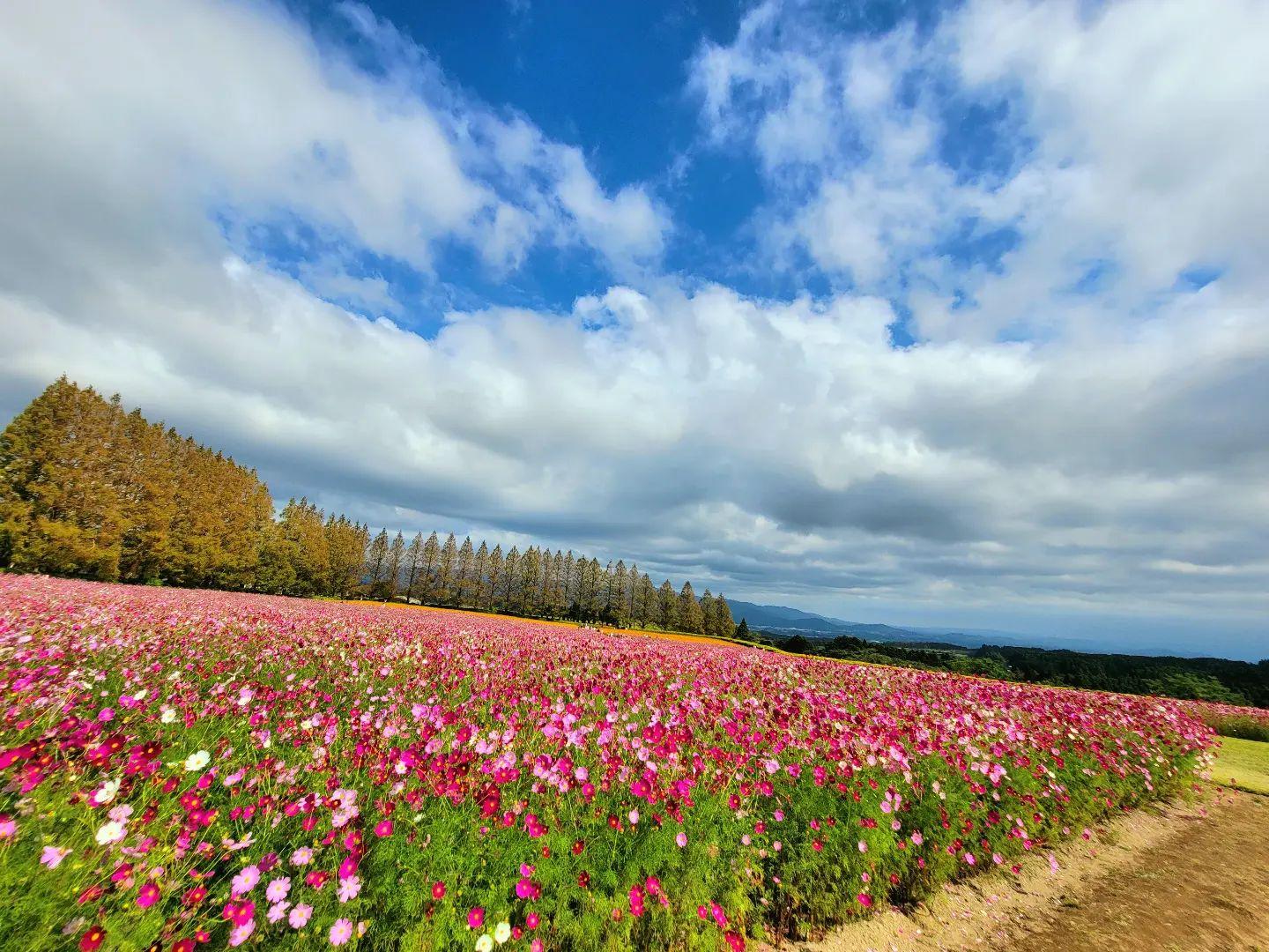 #花の駅生駒高原-1