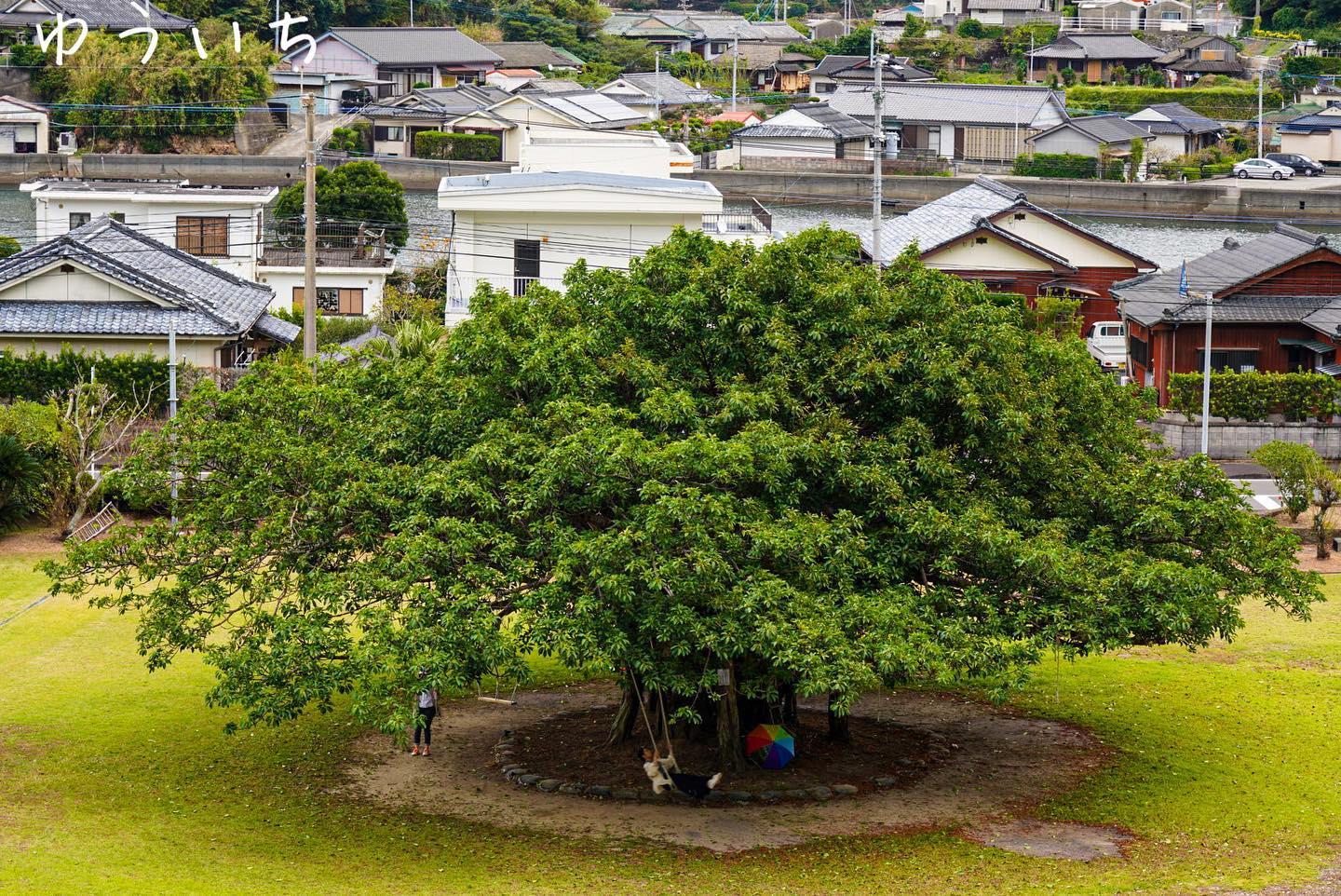 #アコウの木&nbsp;#笠沙町-1