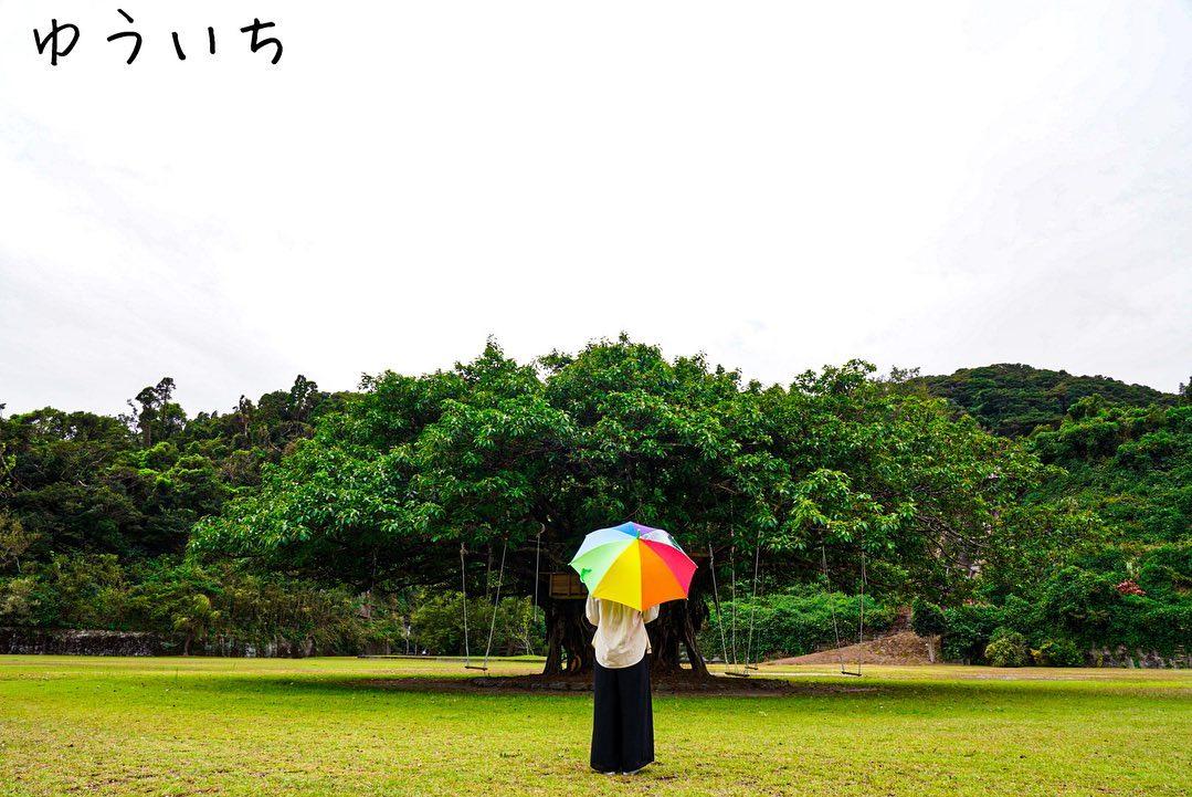 #アコウの木&nbsp;#笠沙町-1