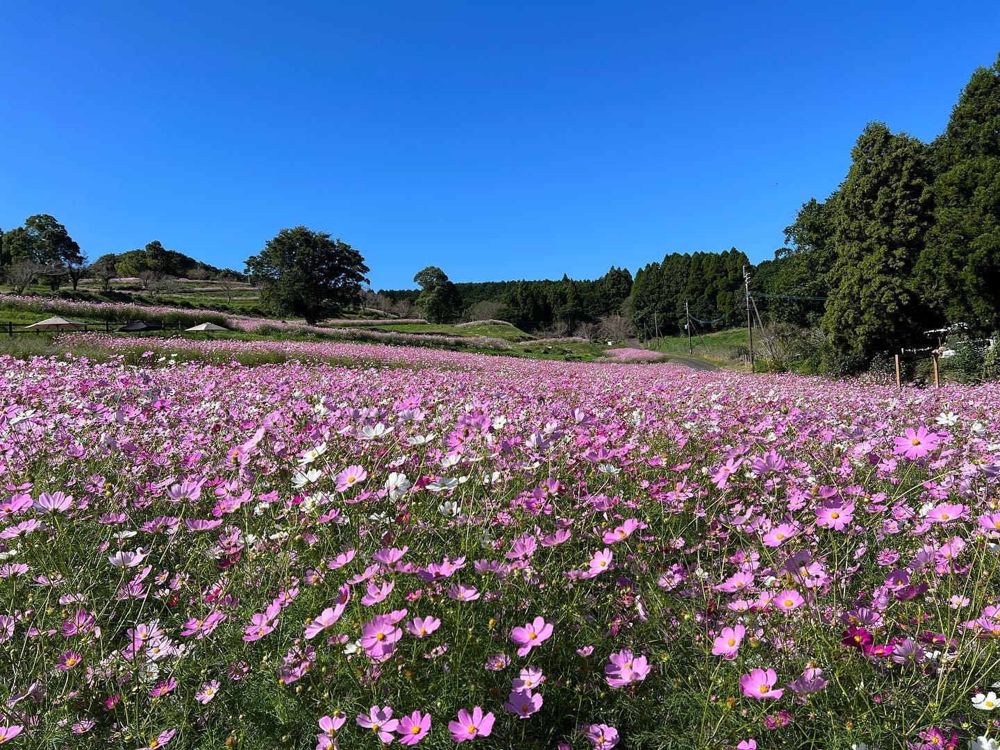 #上場高原 #出水市-1