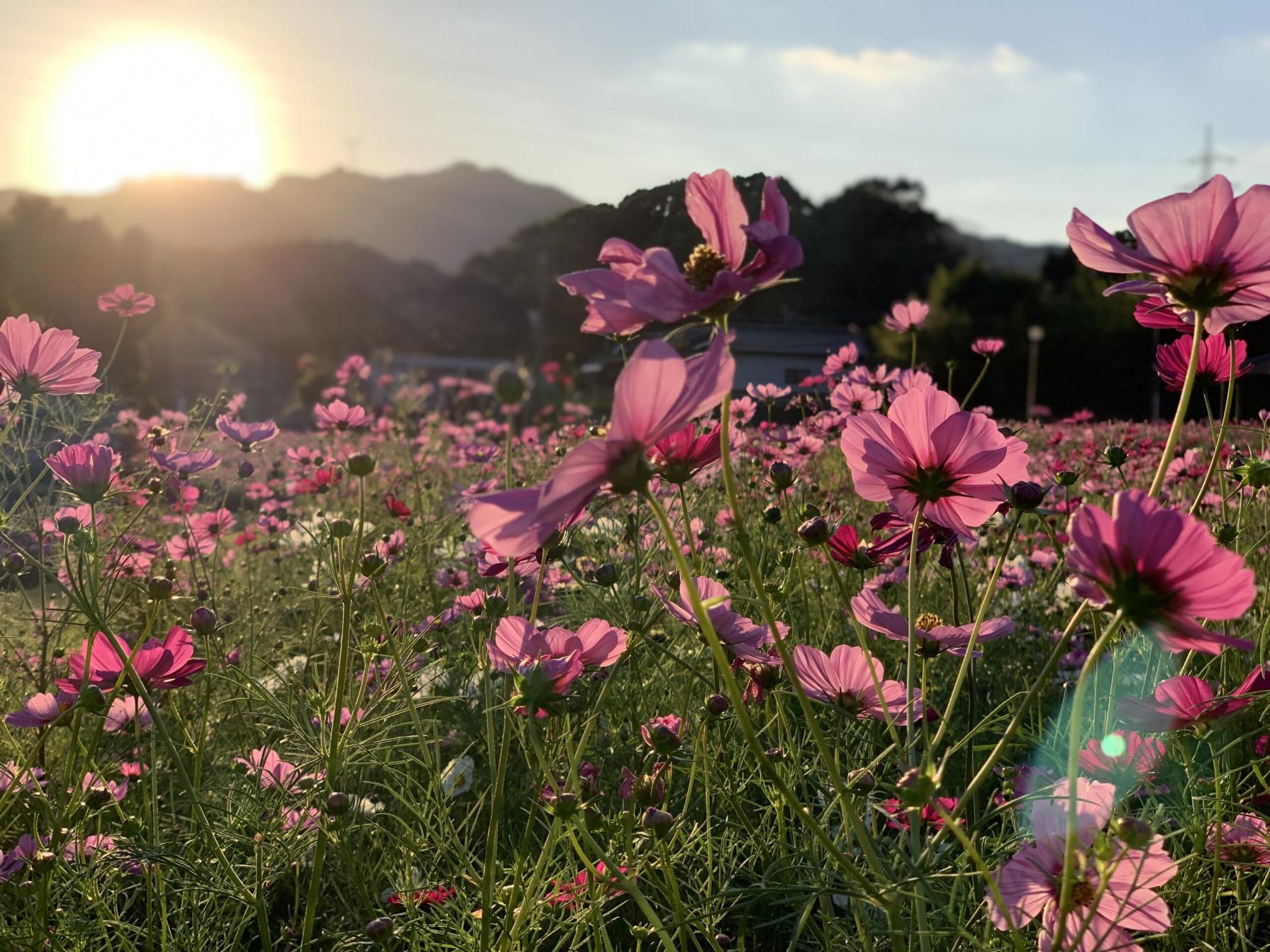 #慈眼寺公園 #鹿児島市-1