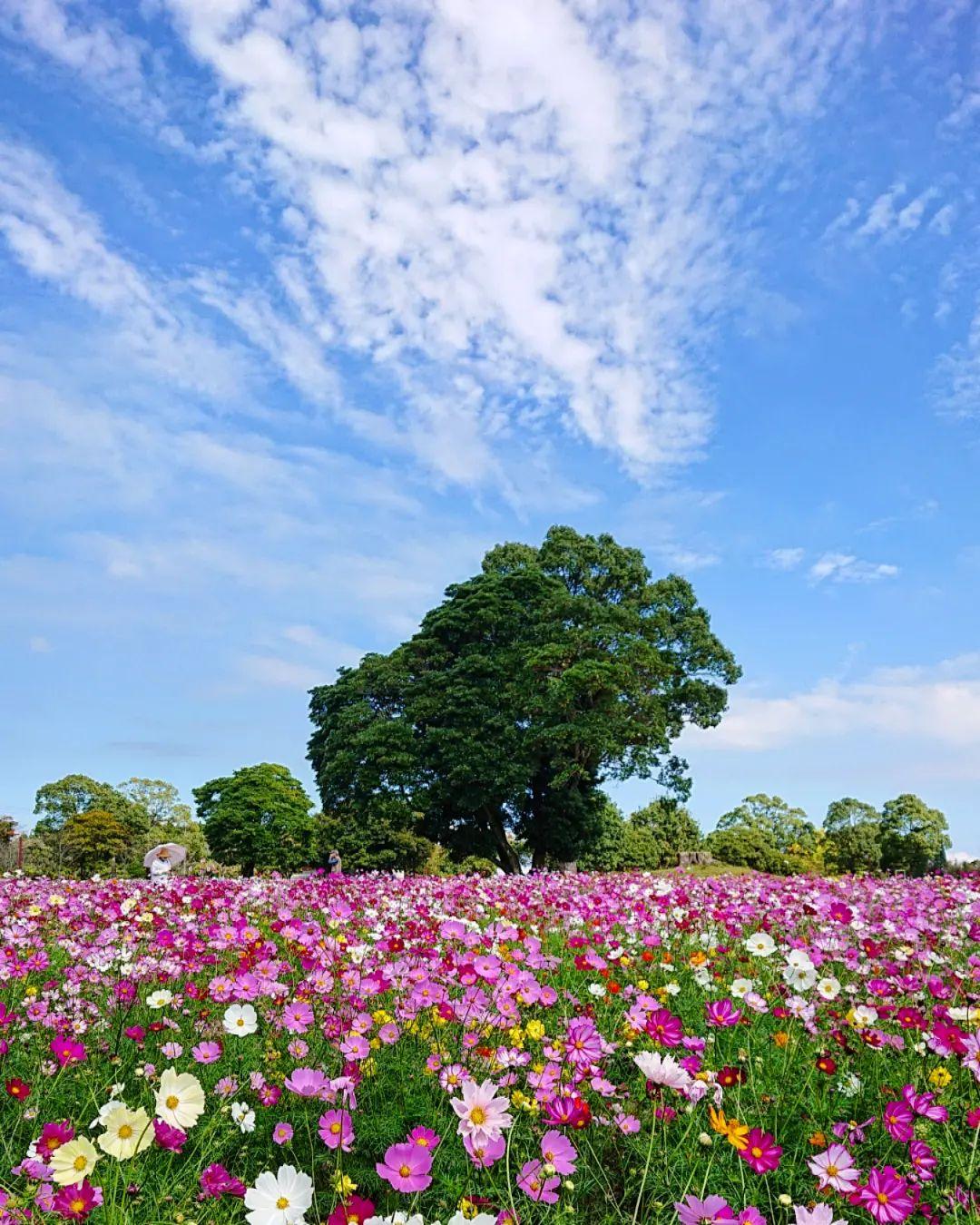 #都市農業センター #鹿児島市-1