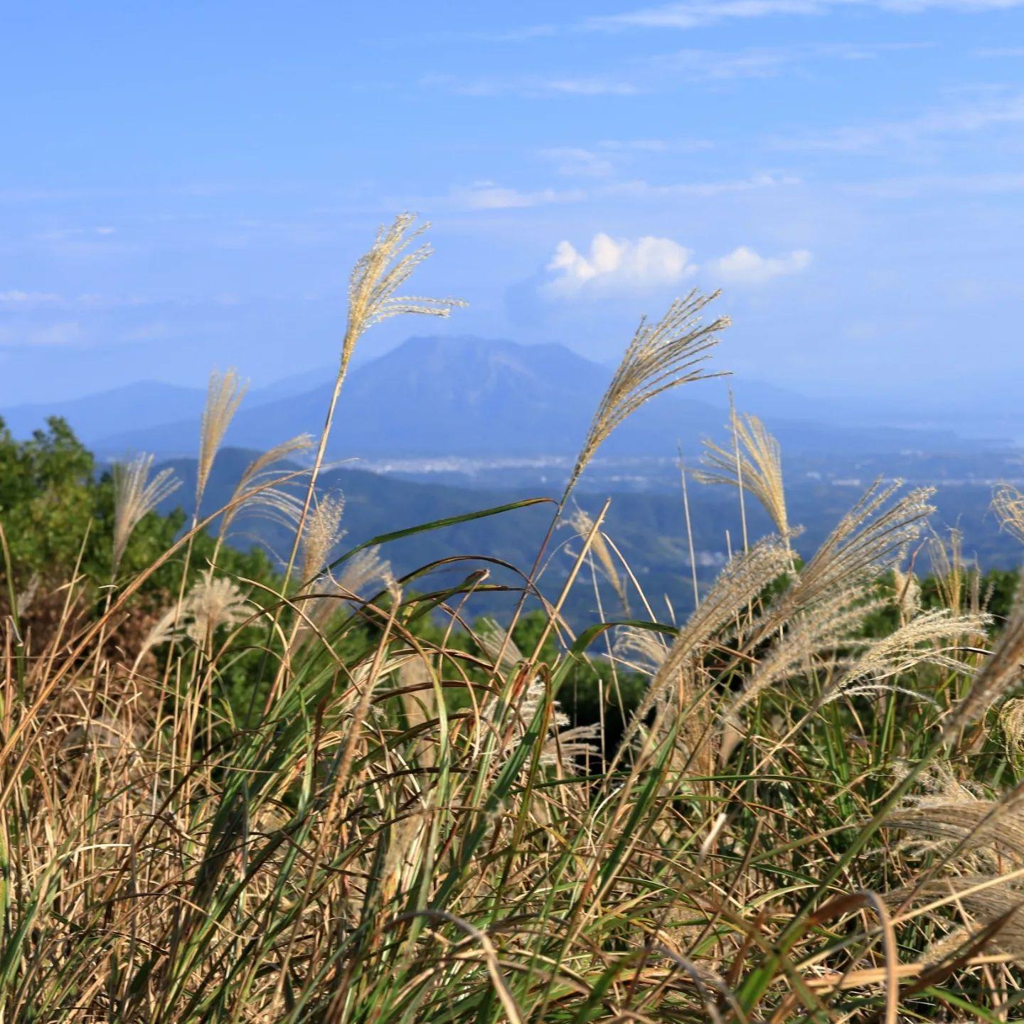 #八重山 #鹿児島市-1