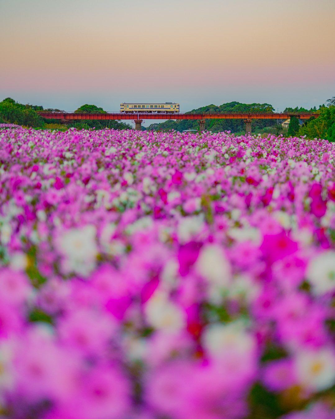 #指宿枕崎線&nbsp;#南九州市頴娃町-1