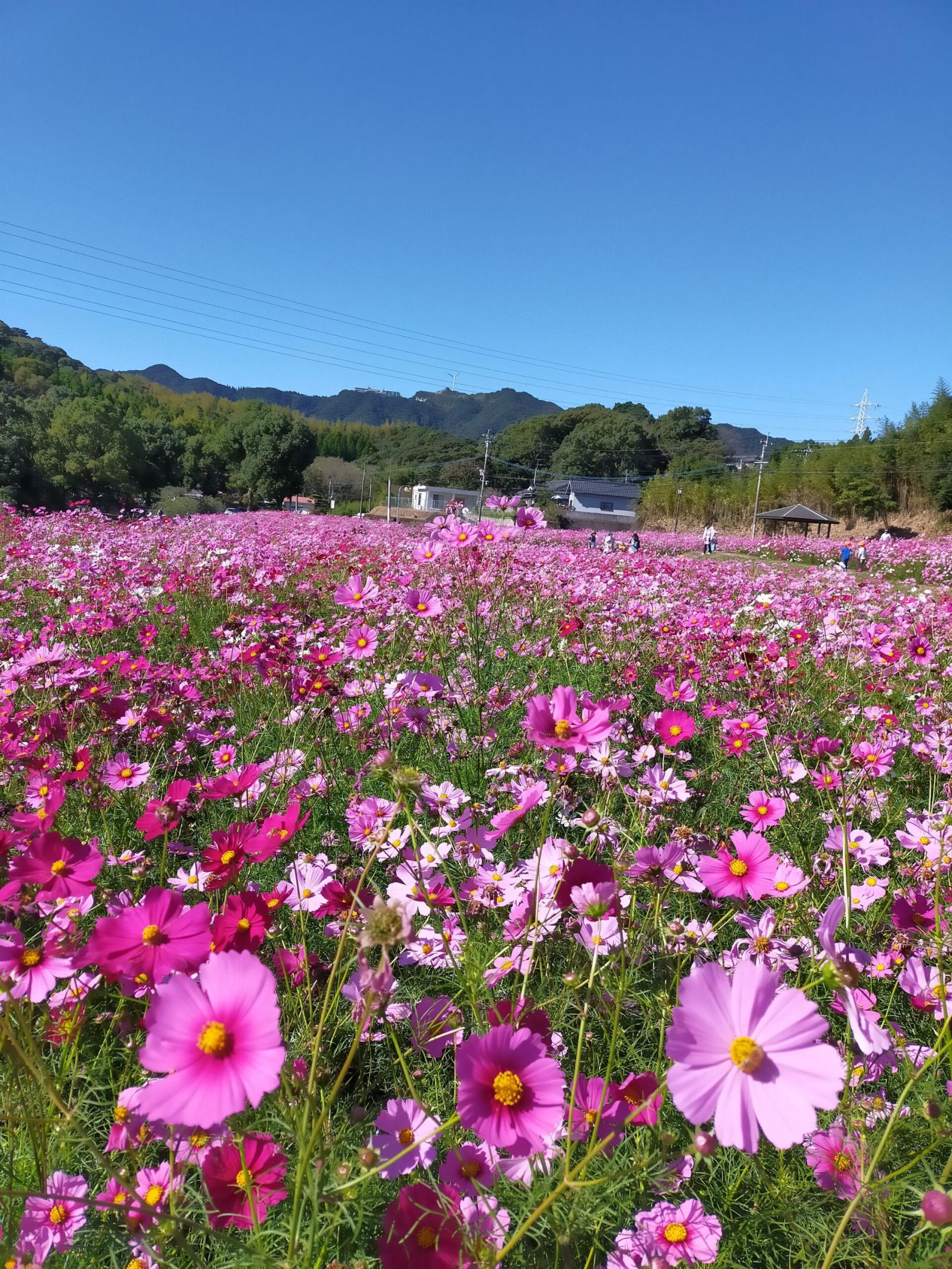 #慈眼寺公園 #鹿児島市-1