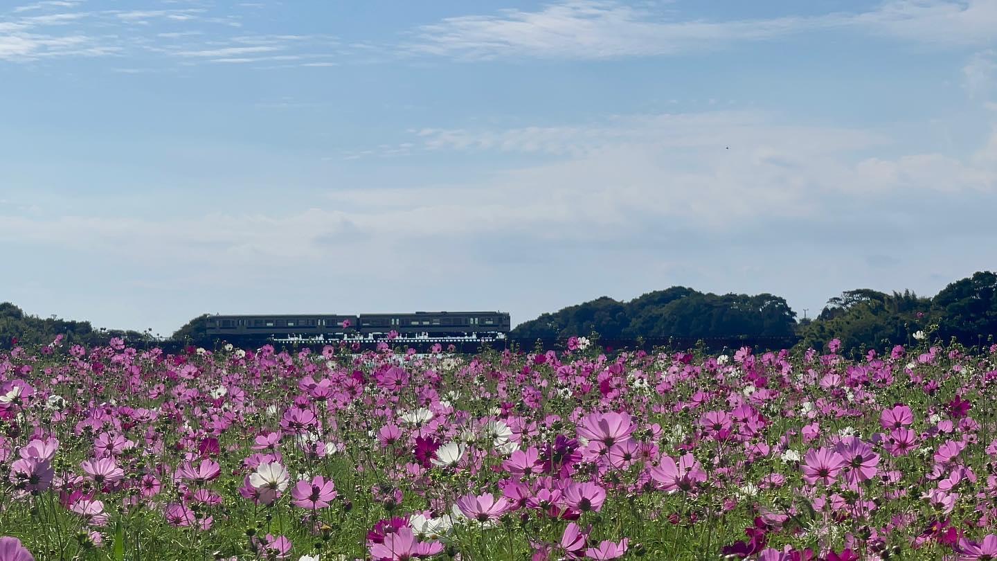 #指宿枕崎線&nbsp;#南九州市-1