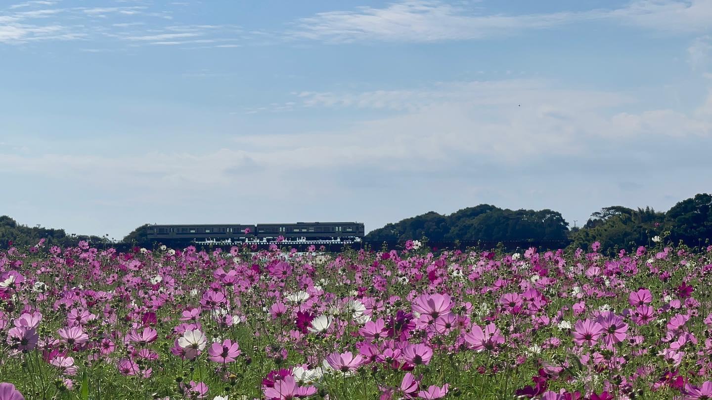 #指宿枕崎線 #南九州市-1