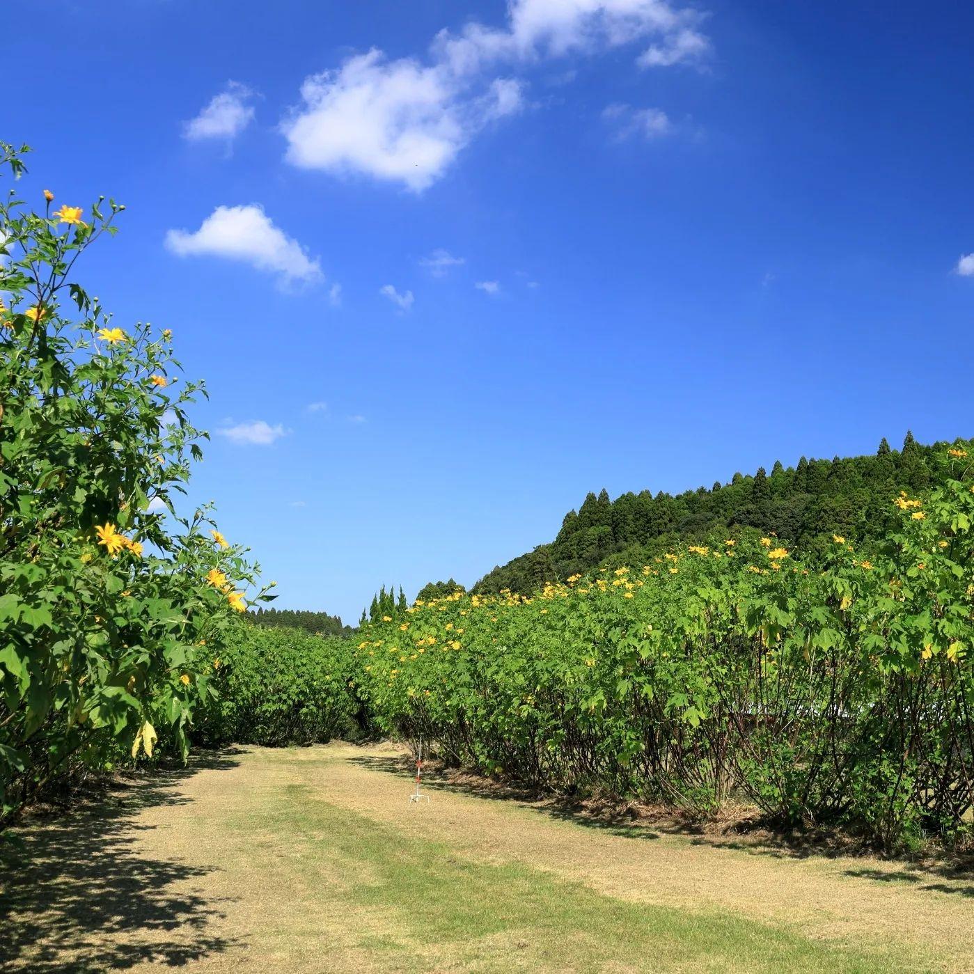 #田之野地区 皇帝ヒマワリ園 #南さつま市-1