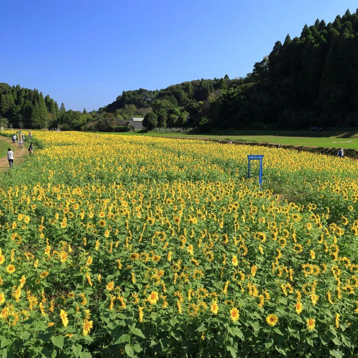 #大久保のひまわり&nbsp;#南九州市川辺町-1