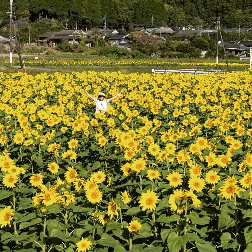 #集落のヒマワリ畑&nbsp;#川辺町大久保-1