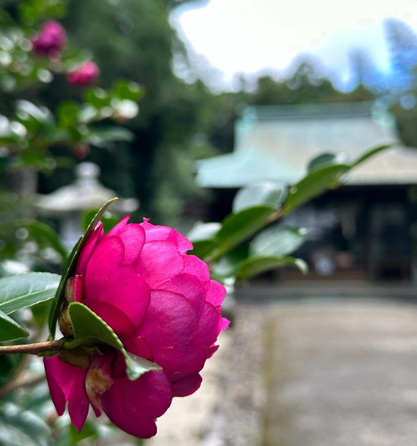 #益救神社 #屋久島-1