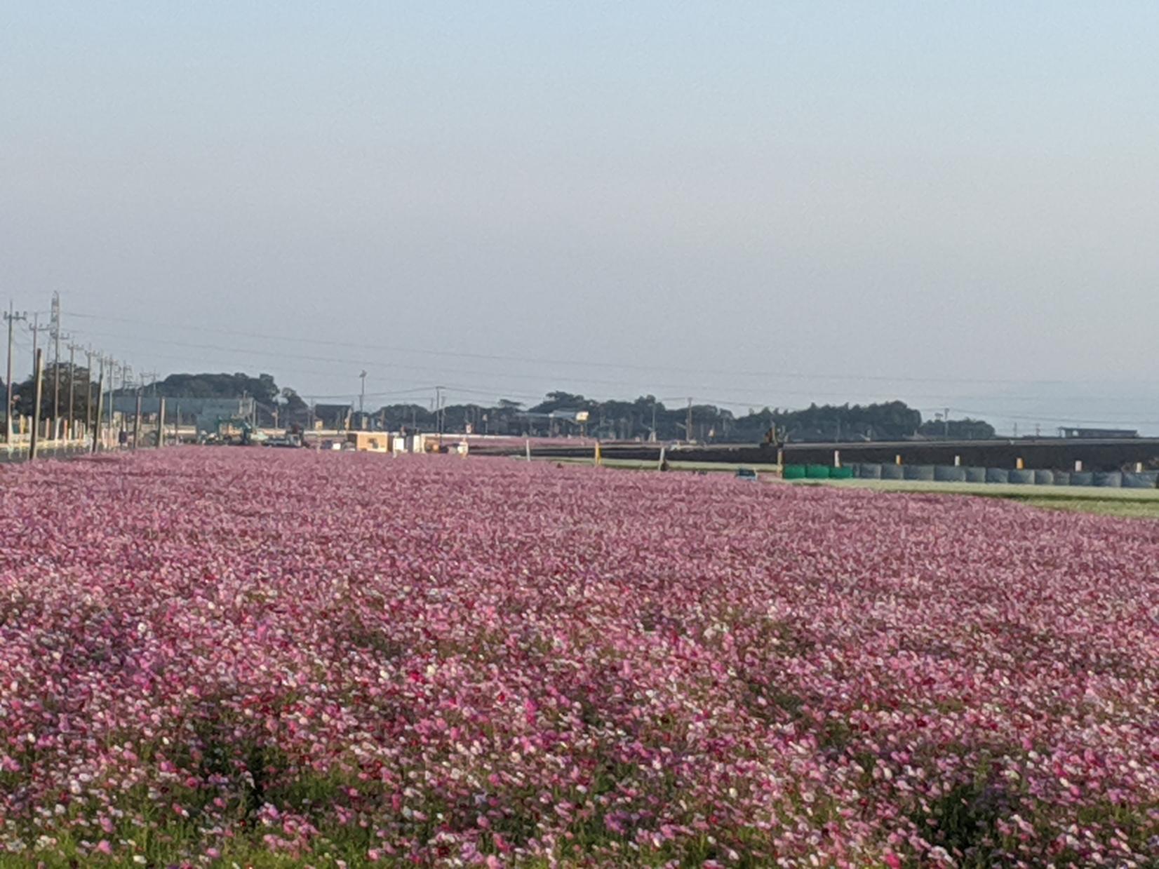 #コスモスロード&nbsp;#志布志市有明町-1