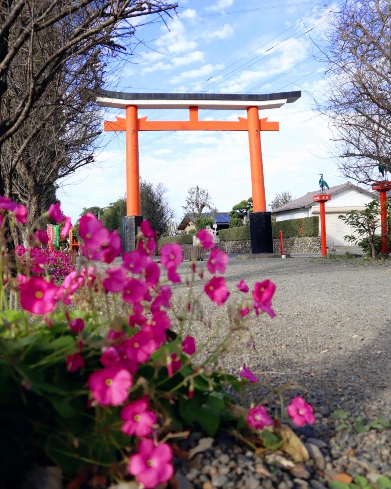 #箱崎八幡神社 #出水市-1