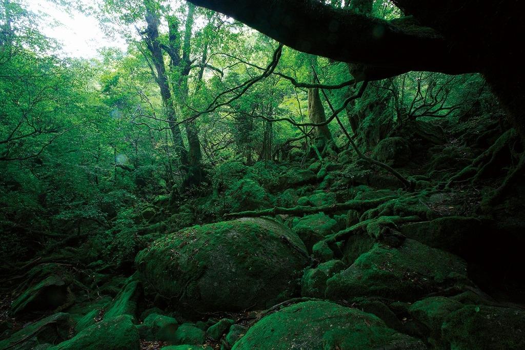  白谷雲水峡（太鼓岩） 