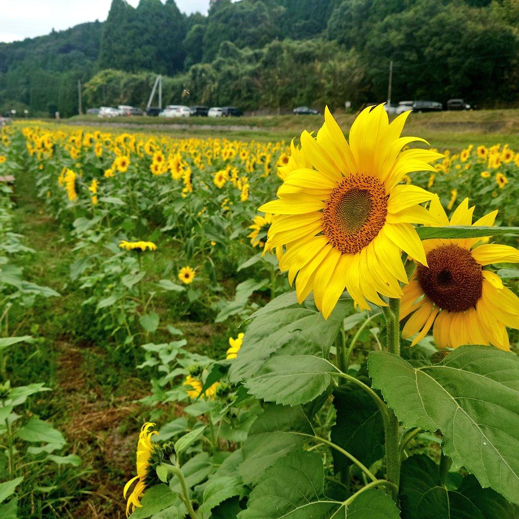 #晩秋のひまわり&nbsp;#南九州市川辺-1